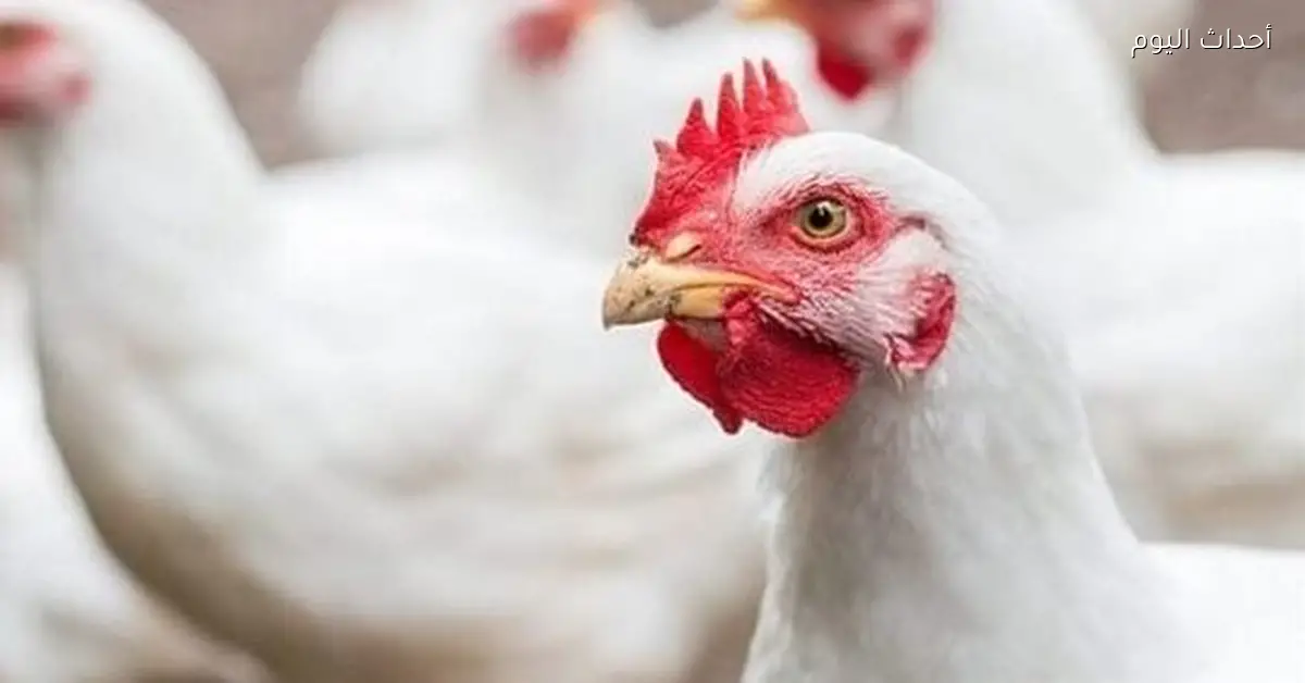أسعار الفراخ غدا الأربعاء من المزارع للأسواق