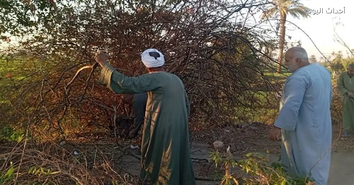 أعمال تهذيب الأشجار على الطريق السريع لتقليل الحوادث