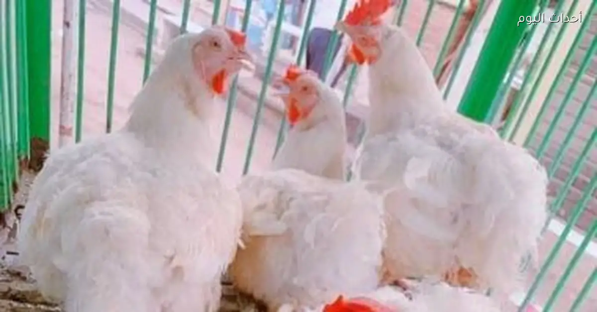 انخفاض أسعار الدواجن والبط في الأقصر اليوم 16 ديسمبر 2025