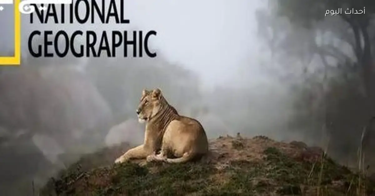 تردد قناة ناشيونال جيوجرافيك أبوظبي 2026 هنا كل التفاصيل