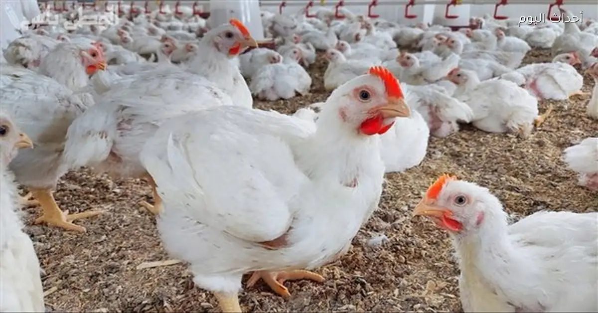 زيادة إنتاج الدواجن 25% تؤدي لانخفاض الأسعار أكثر من 35%