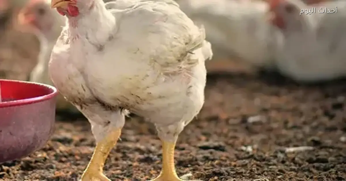 سعر الفراخ اليوم الإثنين 29 ديسمبر 2025 في بورصة الدواجن