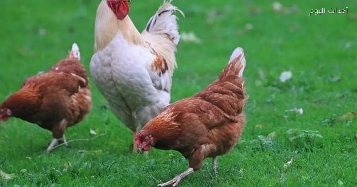 سعر الفراخ اليوم في بورصة الدواجن والأسواق الشعبية