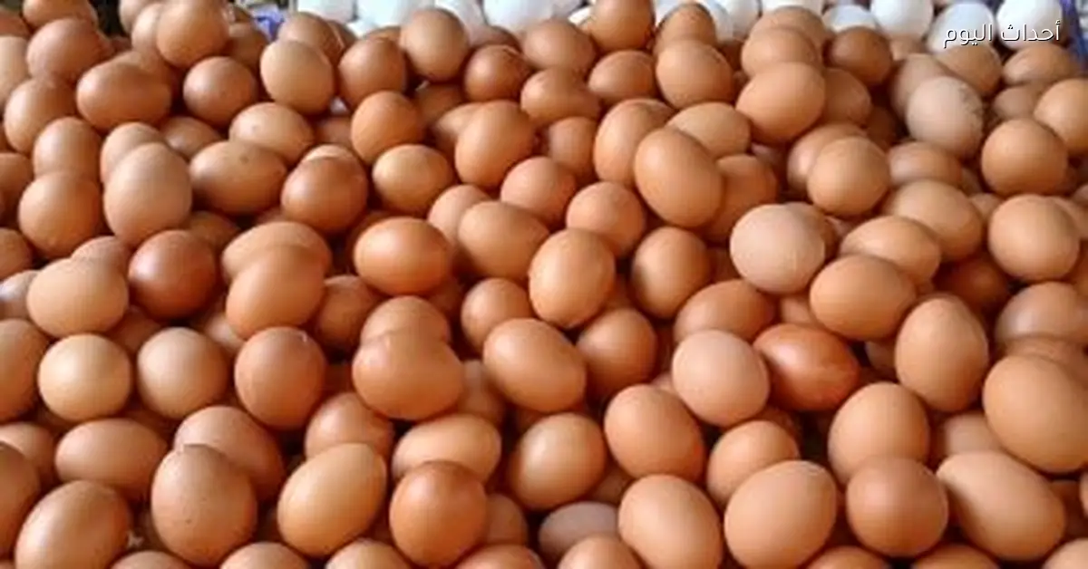 سعر طبق البيض في القليوبية الأحد 14 ديسمبر 2025 يصل إلى 114 جنيها