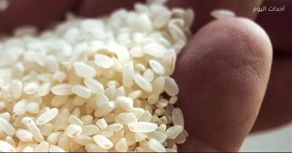 سعر طن الأرز الشعير للمزارعين والموردين اليوم الخميس