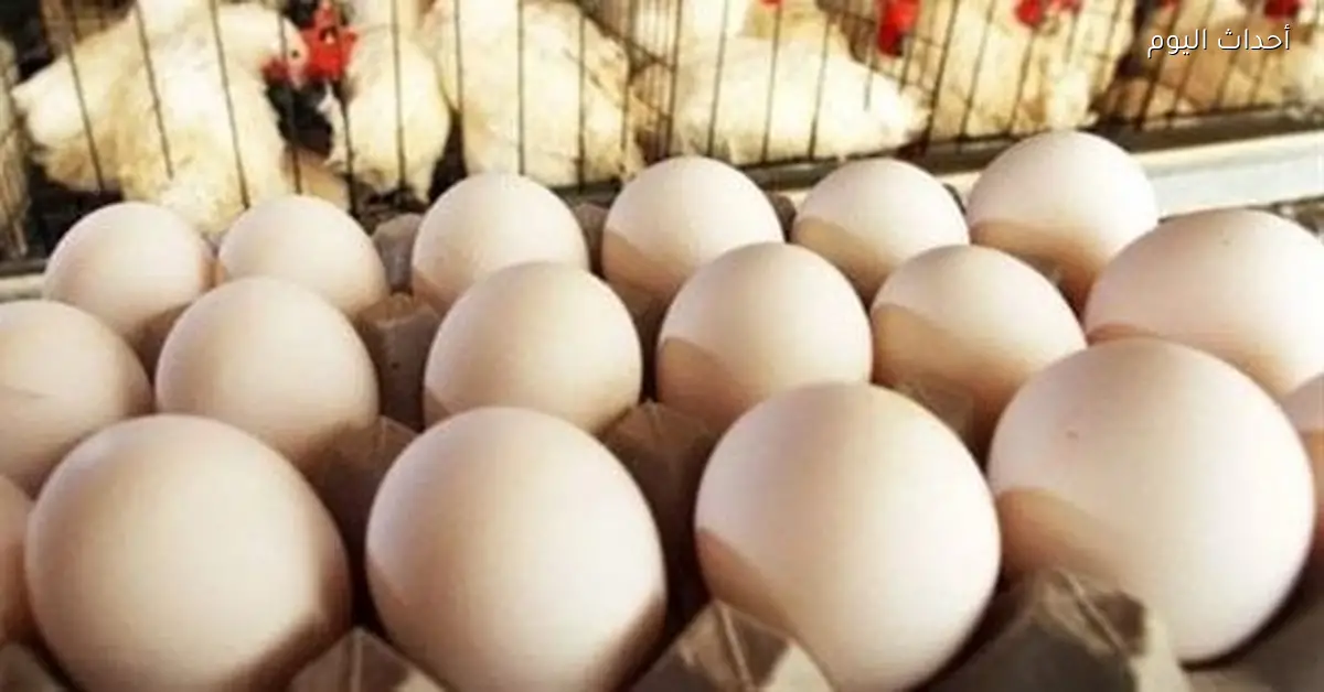 سعر كرتونة البيض الأبيض والأحمر اليوم في الأسواق