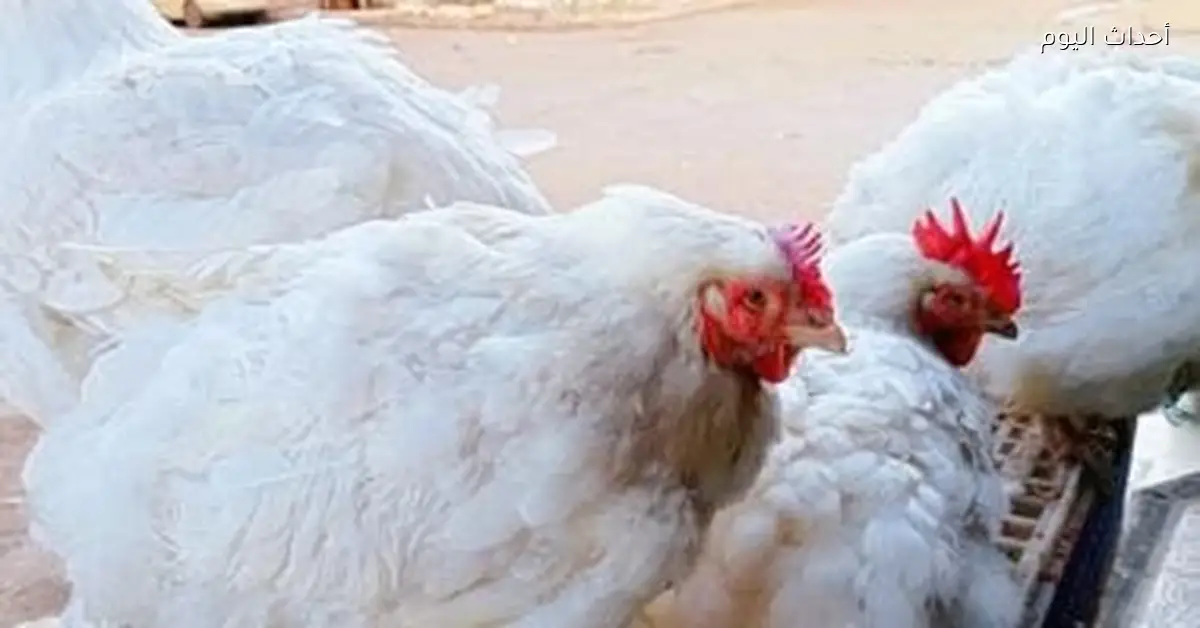 سعر كيلو الفراخ البيضاء في القليوبية 63 جنيها السبت 20 ديسمبر 2025