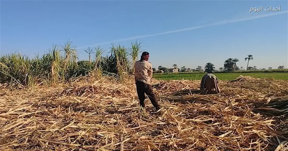 قوص تستعد لنقل محصول عصير قصب السكر