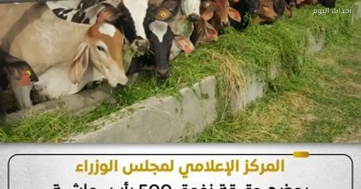 مجلس الوزراء يوضح حقيقة نفوق 500 رأس ماشية في المنوفية
