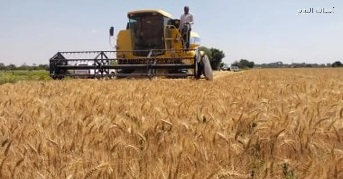 مركز المناخ يعلن 10 إجراءات لإنقاذ القمح المتأخر