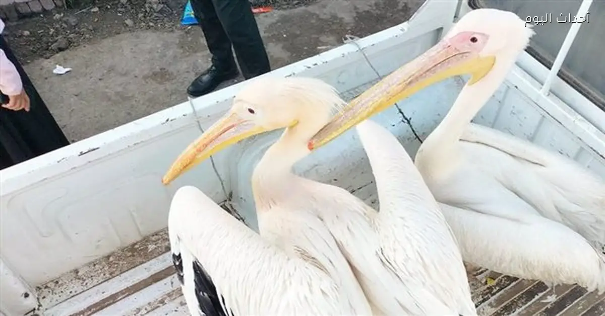 مصادرة طيور البجع من سوق السمك في الإسماعيلية