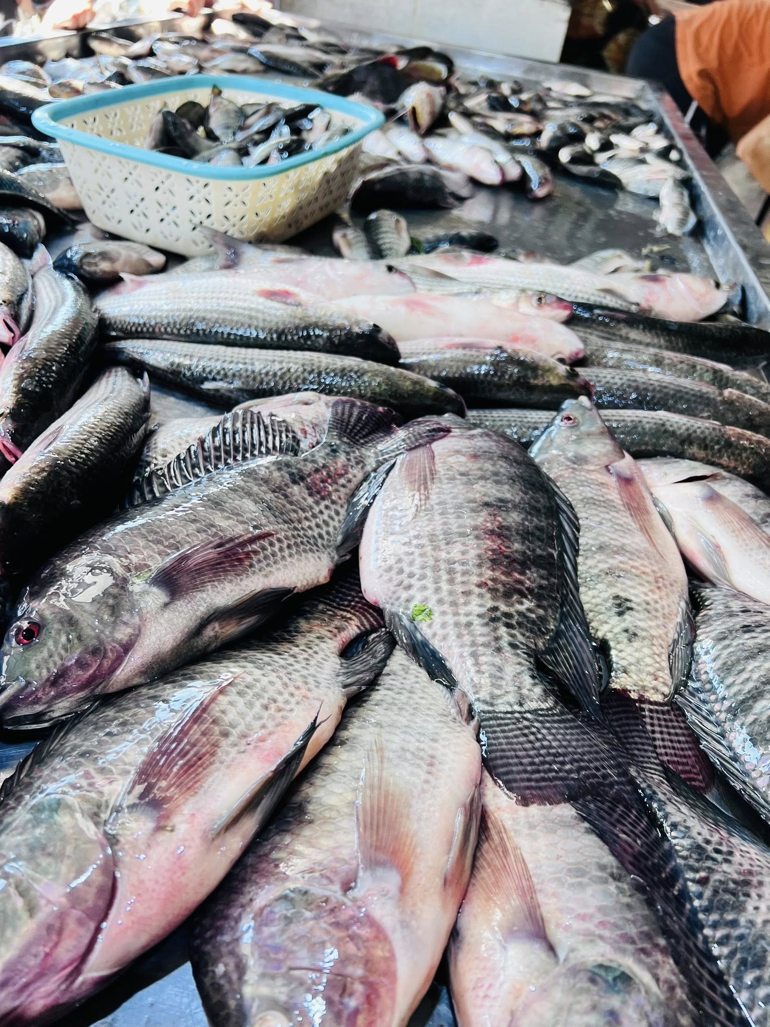 كليو سمك البلطي ب 60 جنيه بكفر الشيخ