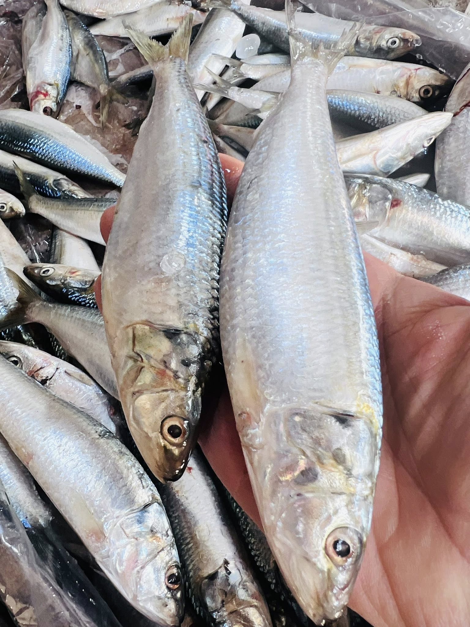 سمك الميرا بكفر الشيخ