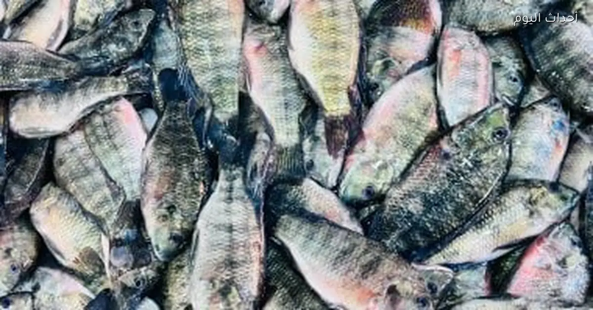 أسعار الأسماك في كفر الشيخ اليوم الخميس 1 يناير 2026