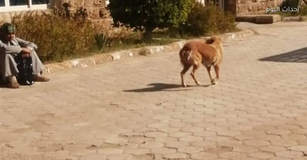 تحصين 25 كلبًا ضالًا في شوارع قنا