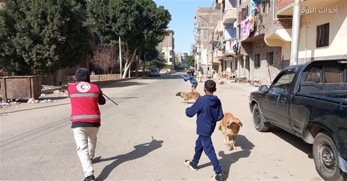 تحصين 38 كلبًا ضالًا في مستشفى الحميات بقنا