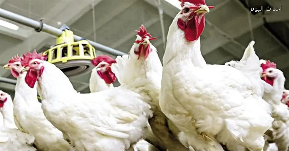 سعر كيلو الفراخ البيضاء اليوم 23 يناير 2026
