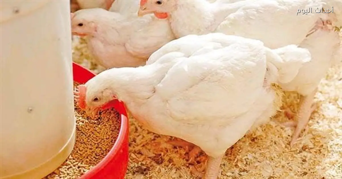 سعر كيلو الفراخ البيضاء يرتفع اليوم الأحد 25 يناير