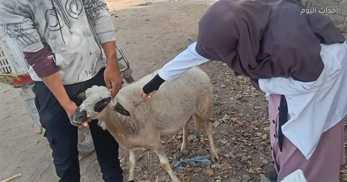 محافظ الجيزة: تحصين 90 ألف رأس ماشية ضد الحمى القلاعية خلال 3 أسابيع