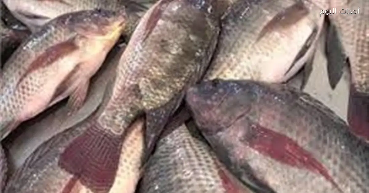 أسعار الأسماك تتراجع في الأسواق المحلية رغم الارتفاع السنوي