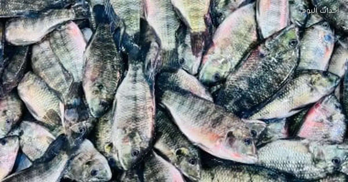 أسعار الأسماك في أسواق مطروح اليوم البلطى بـ100 جنيه