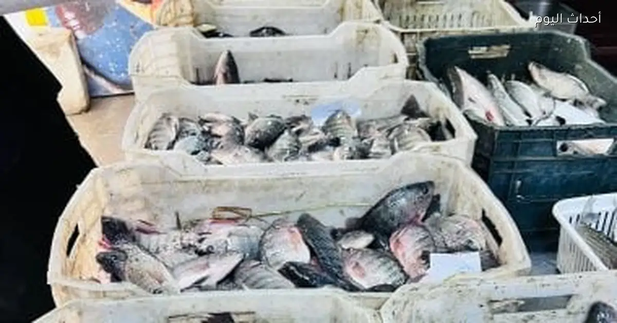 أسعار الأسماك في أسواق مطروح اليوم الخميس 8 يناير 2026