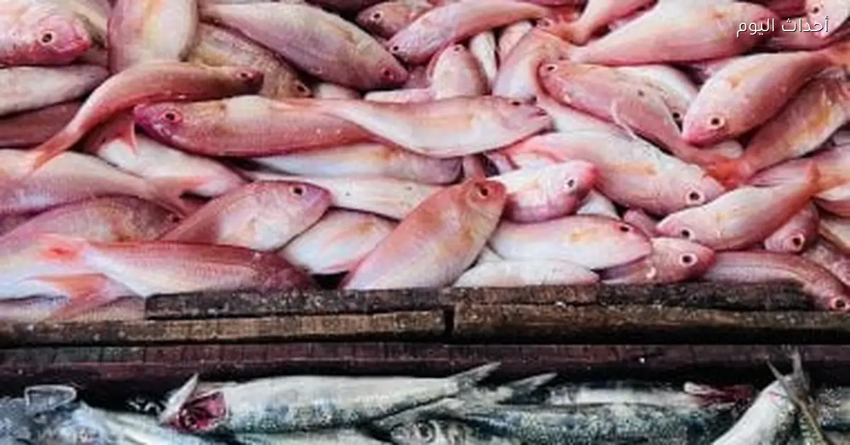 أسعار الأسماك في كفر الشيخ: البلطى بـ55 جنيها الجمعة 16 يناير 2026