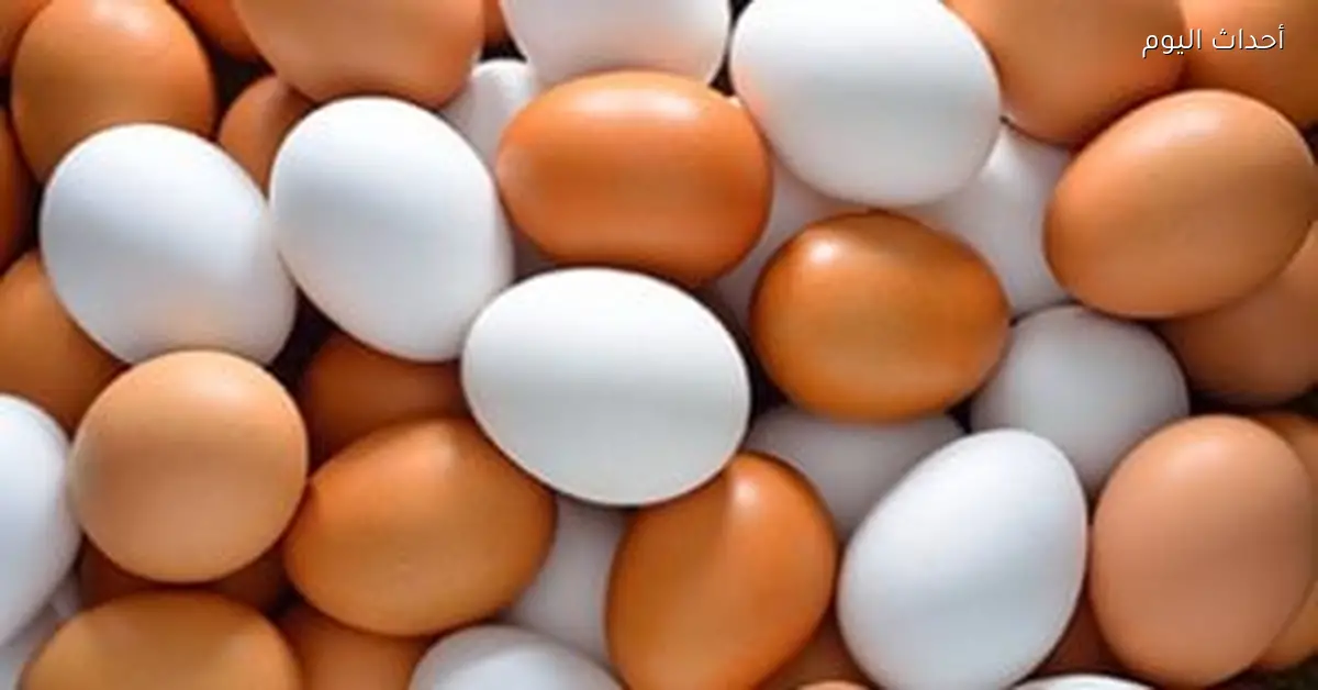 أسعار البيض في كفر الشيخ تصل إلى 125 جنيها لكرتونة
