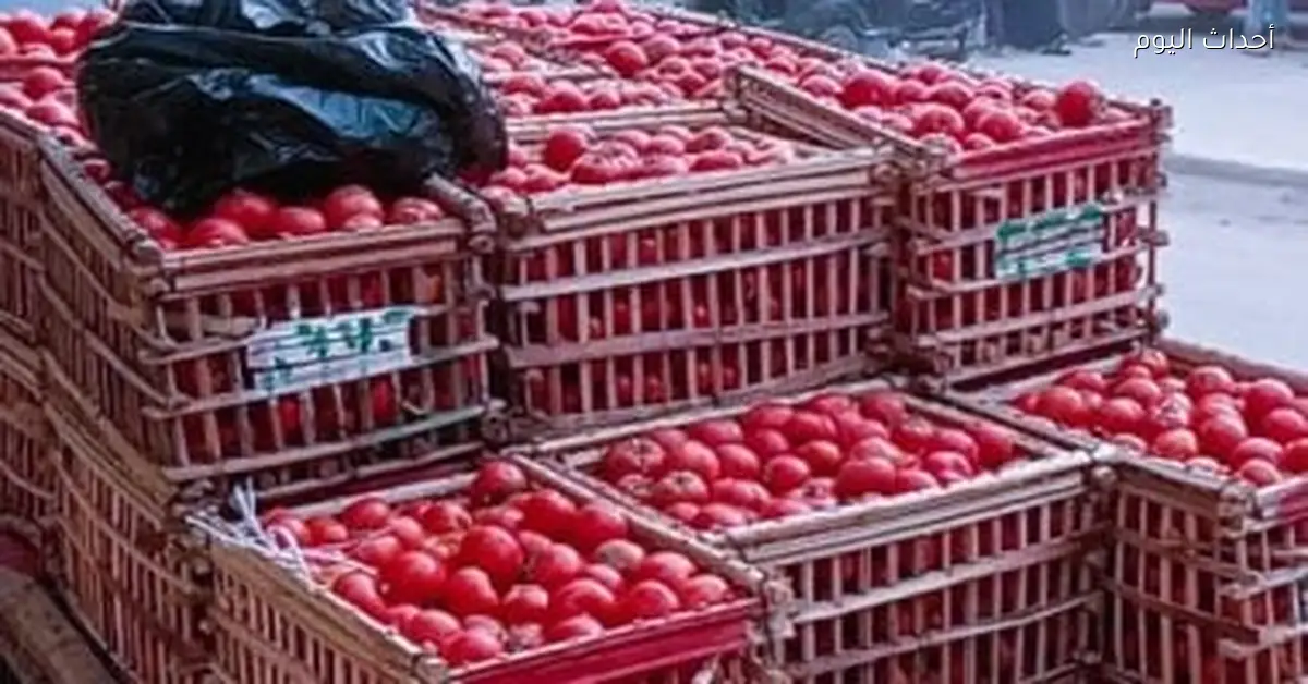أسعار الخضراوات في الأقصر تسجل ارتفاعًا اليوم الثلاثاء 13 يناير 2026