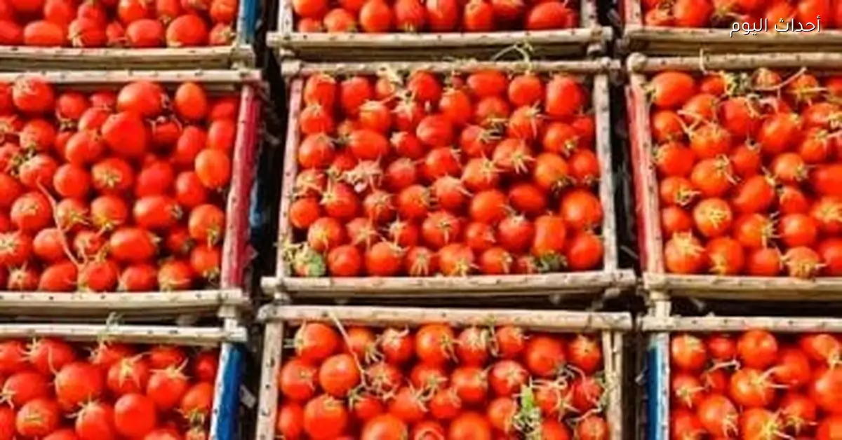 أسعار الخضراوات والفواكه في الغربية السبت 10 يناير 2026