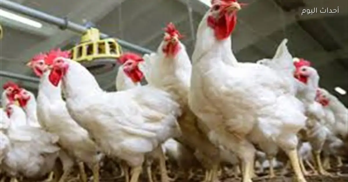 أسعار الدواجن الطازجة ترتفع في الأسواق المحلية يناير 2026