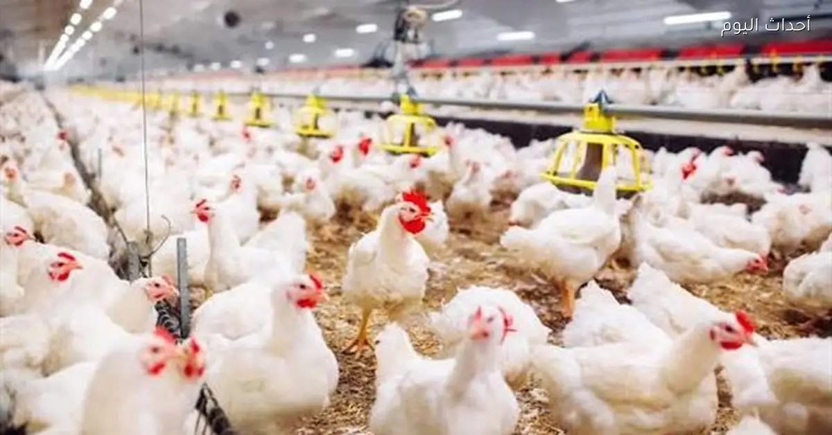 أسعار الدواجن الطازجة ترتفع محليًا أسبوعيًا