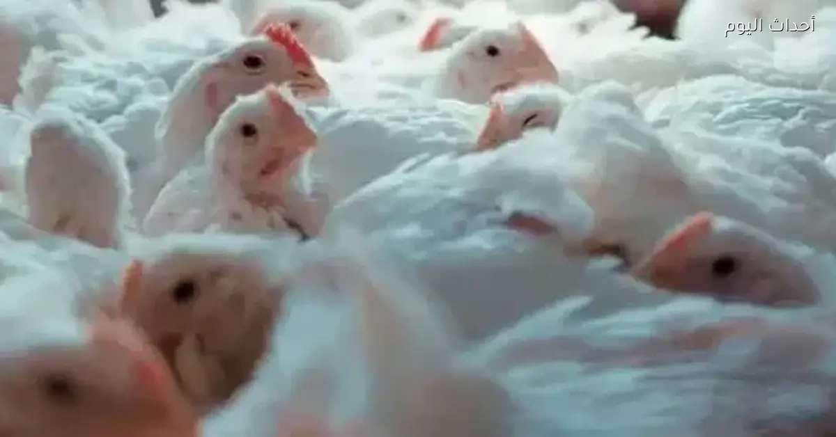 أسعار الدواجن والبيض في مصر اليوم