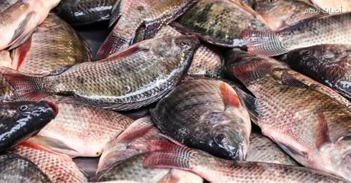 أسعار السمك في الأسواق الشعبية اليوم السبت 10 يناير 2026