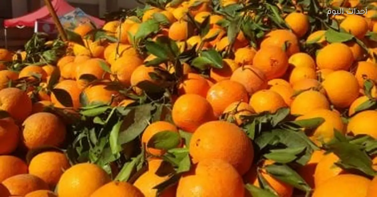 أسعار الفاكهة الطازجة والمستوردة في أسواق الأقصر اليوم السبت