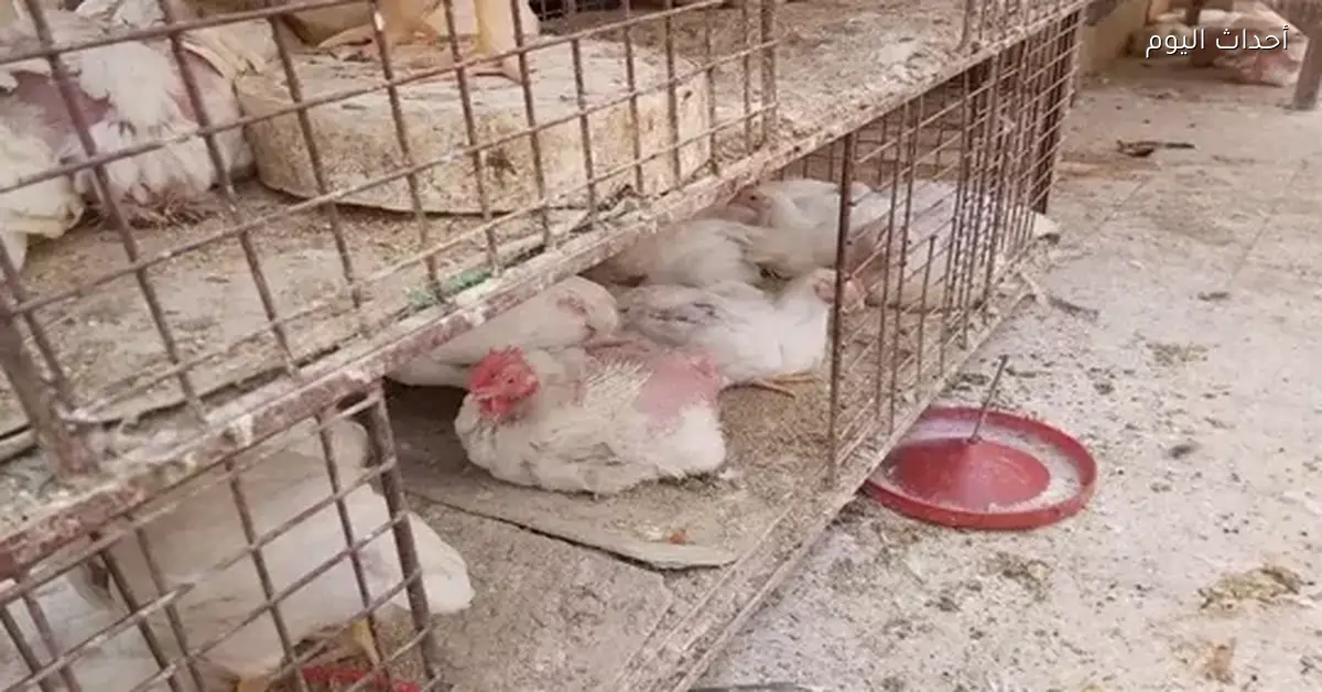 أسعار الفراخ البيضاء في بورصة الدواجن اليوم 11 يناير 2026