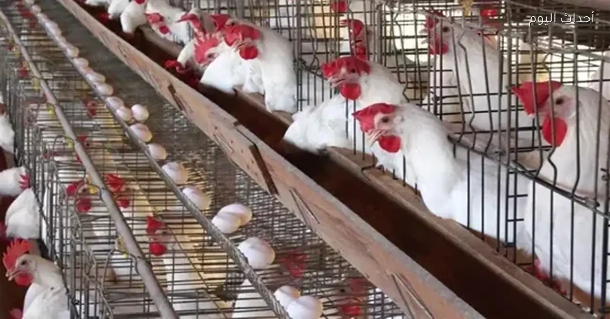 أسعار الفراخ اليوم الأحد 11 يناير 2026 في بورصة الدواجن