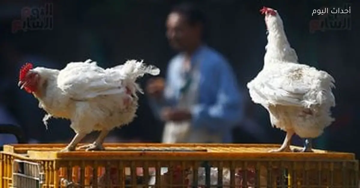 أسعار الفراخ في أسواق مطروح اليوم الجمعة 2 يناير 2026