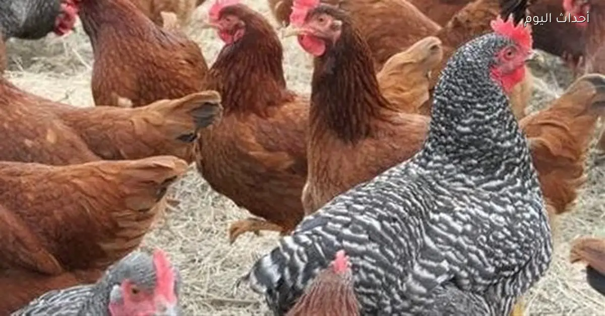 أسعار الفراخ والبيض في مصر اليوم السبت 3 يناير 2026