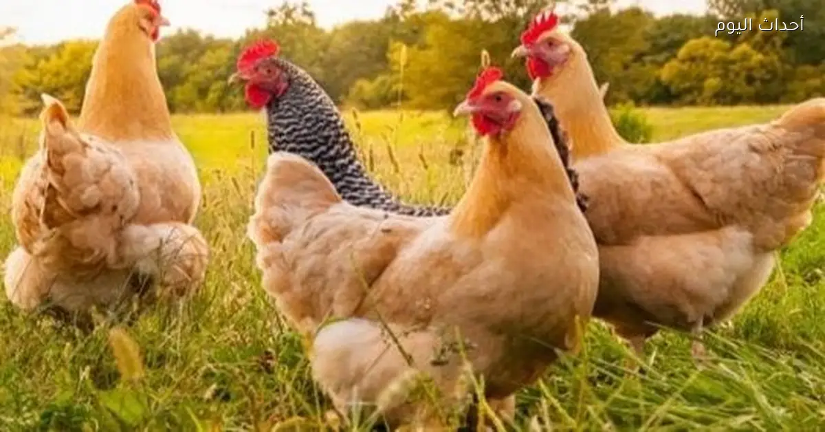 أسعار الكتاكيت في بورصة الدواجن اليوم الاثنين 12 يناير 2026