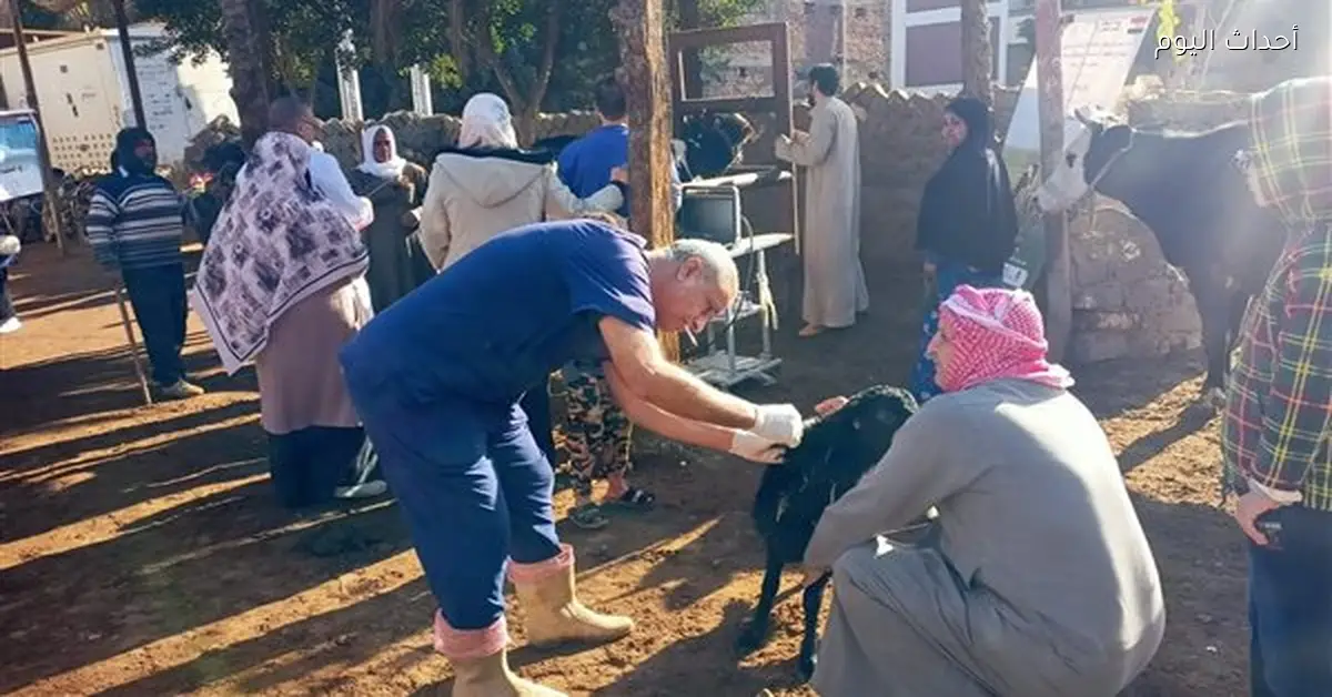 إطلاق 5 قوافل بيطرية مجانية لفحص 1600 رأس ماشية ببني سويف