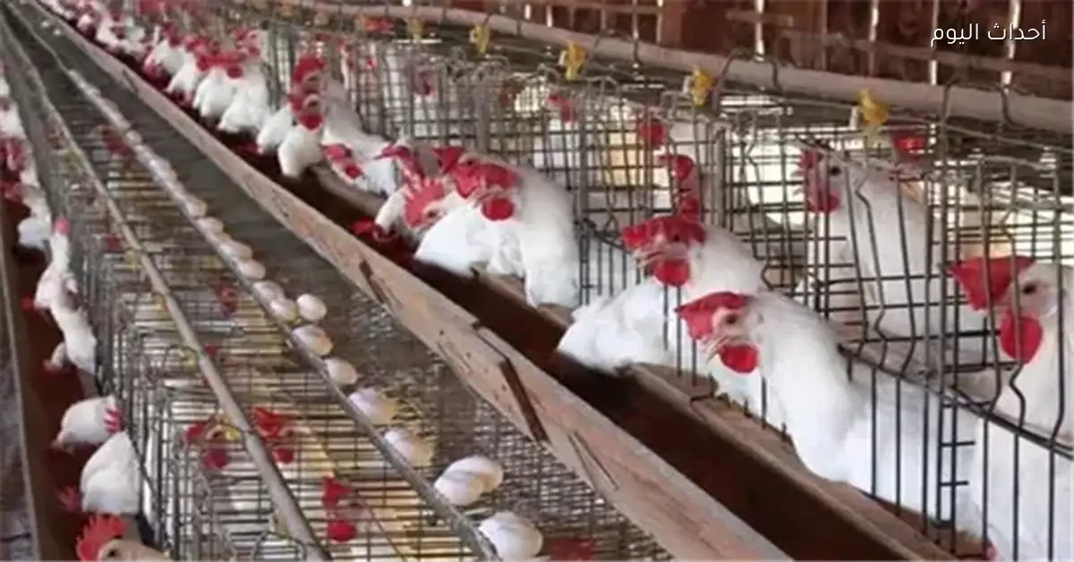 ارتفاع أسعار الدواجن الطازجة محليًا مع زيادة أسبوعية وتراجع سنوي