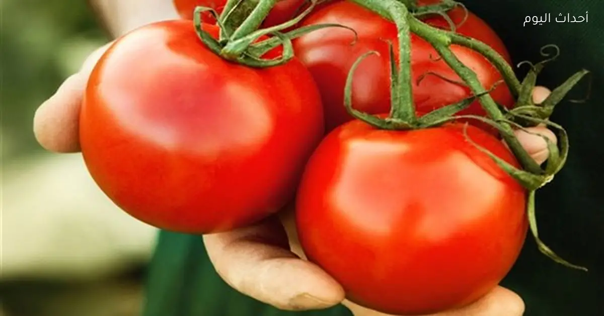 ارتفاع أسعار الطماطم يسبب ارتباكًا في الأسواق والمستهلكون يتأثرون