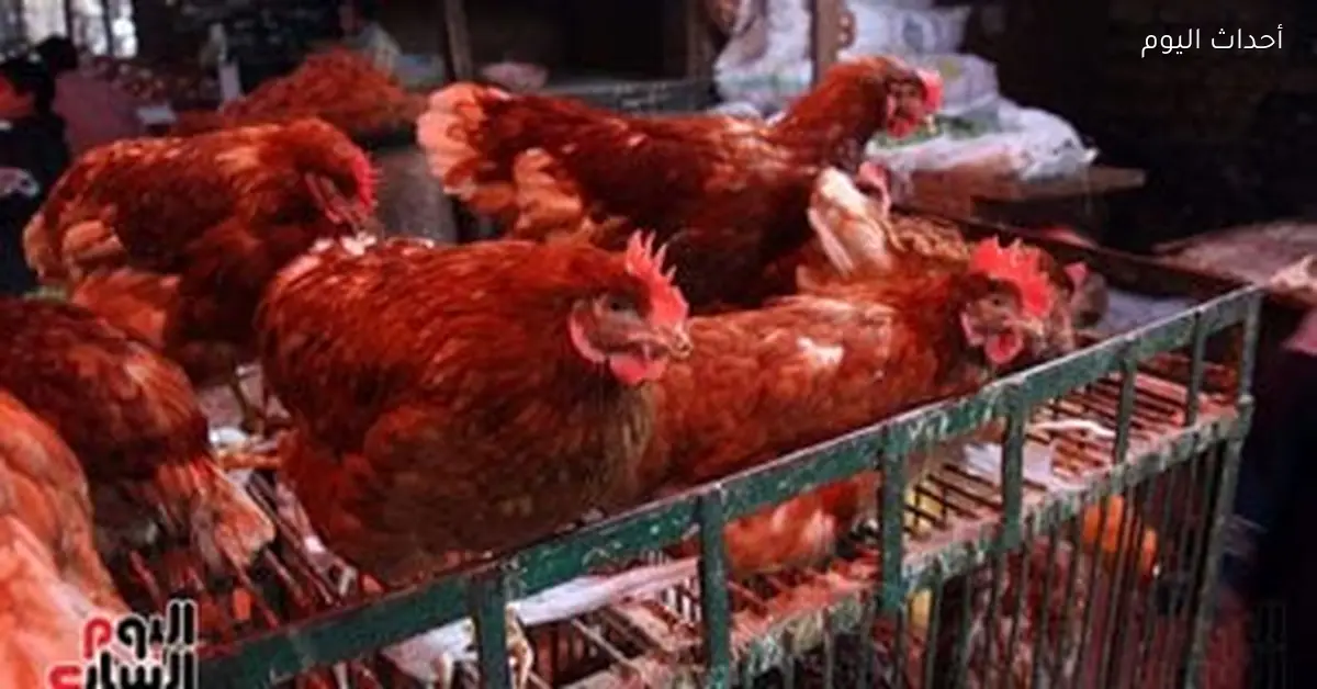 استقرار أسعار الدواجن والفراخ البيضاء والبلدي في الأقصر اليوم