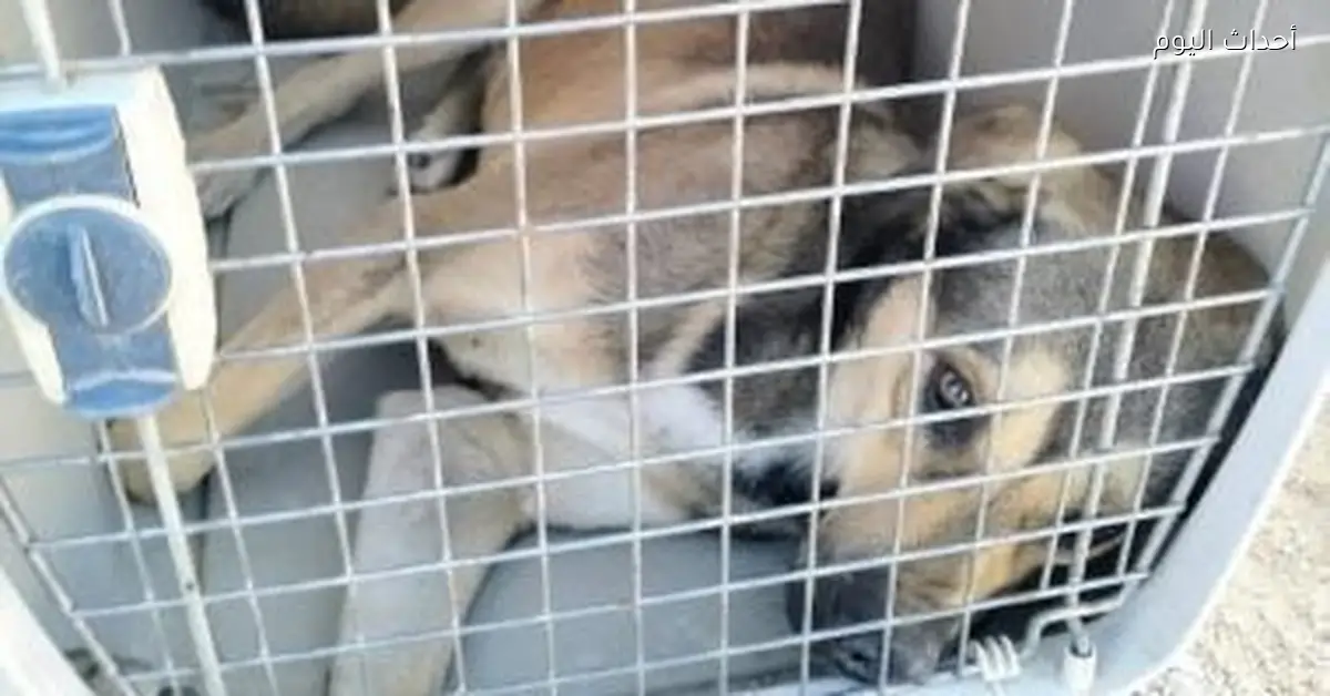 الطب البيطرى: قتل الكلاب لم يحل مشكلة انتشارها على مدار سنوات