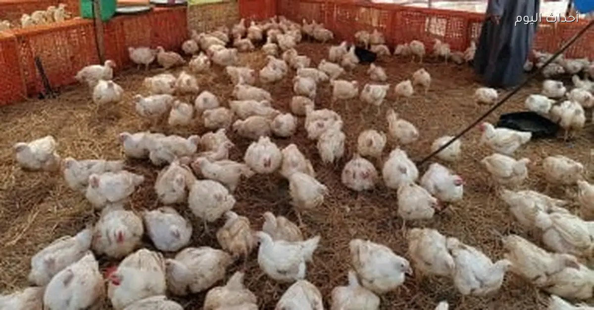 الفراخ البيضاء تصل إلى 80 جنيها للكيلو في المنوفية