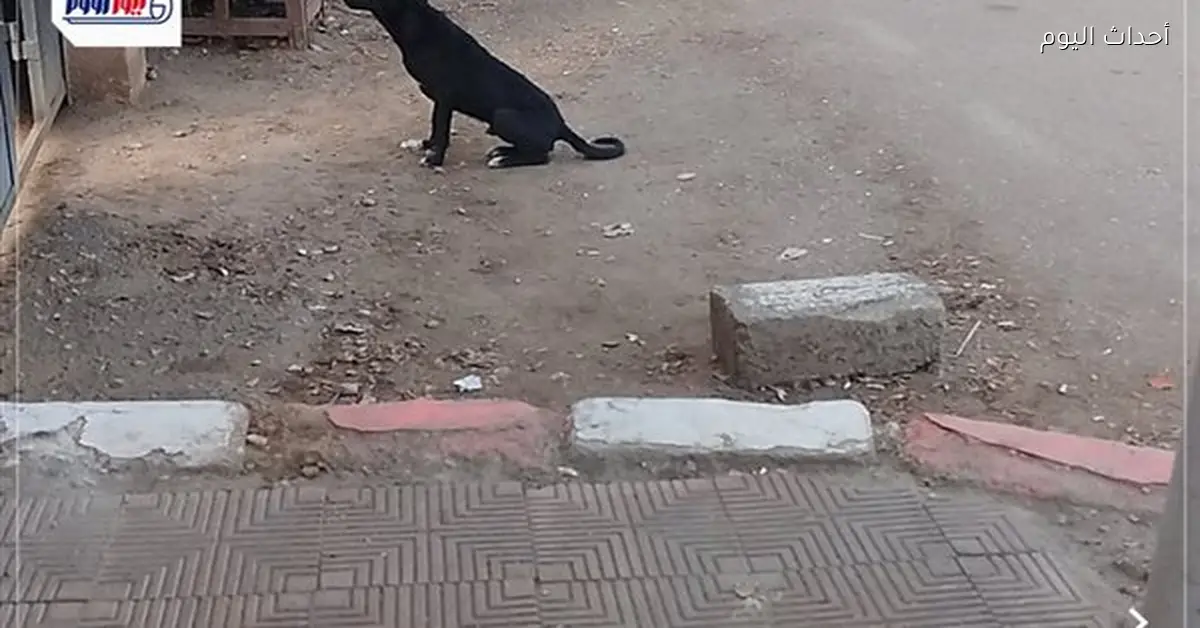 انتشار الكلاب الضالة بجوار الديوان العام في قنا