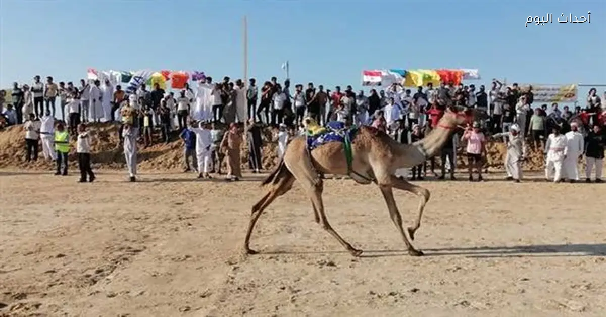 انطلاق مهرجان سباق الهجن اليوم في العريش