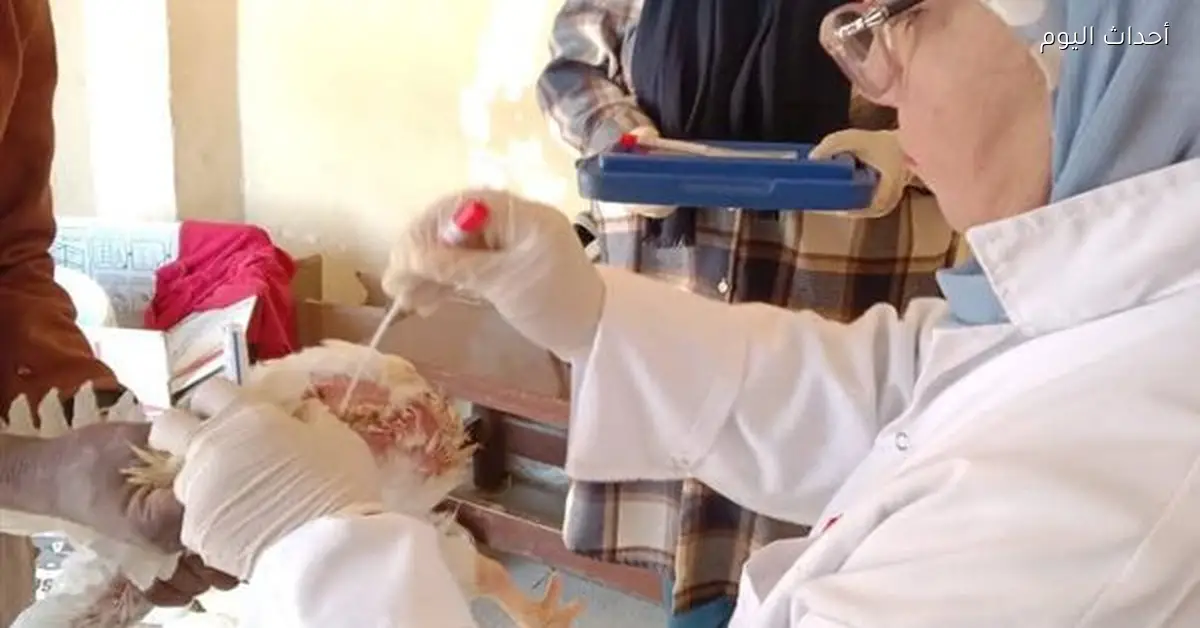 بيطري السويس يعزز جهود مكافحة إنفلونزا الطيور