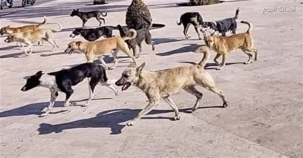 تحصين 12 كلبًا ضالًا في شوارع قنا